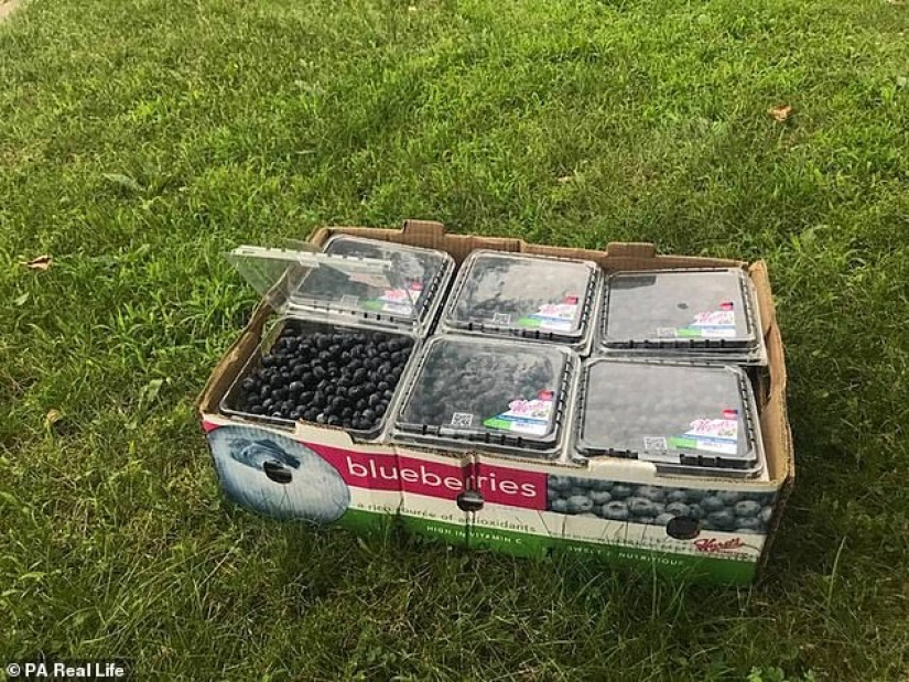 Healthy food now and forever: the girl who ate canned food, changed his diet and life