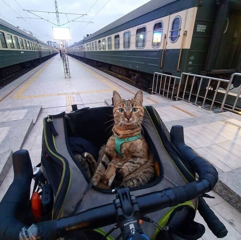 How a cat and her man circumnavigate the world on a bike