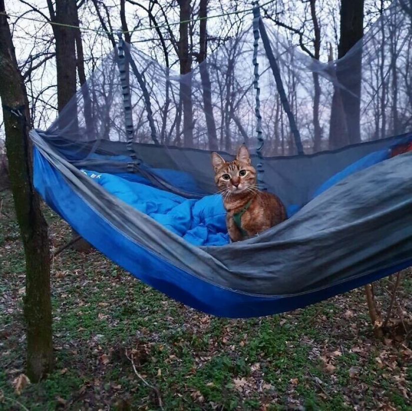 How a cat and her man circumnavigate the world on a bike