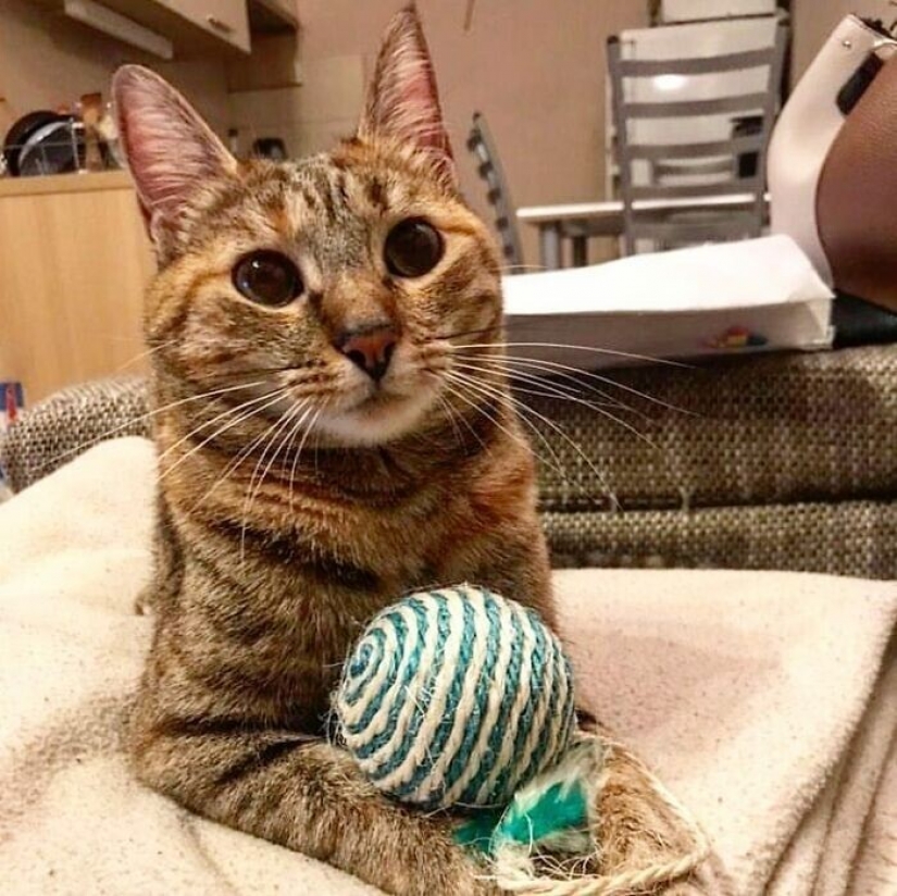 How a cat and her man circumnavigate the world on a bike