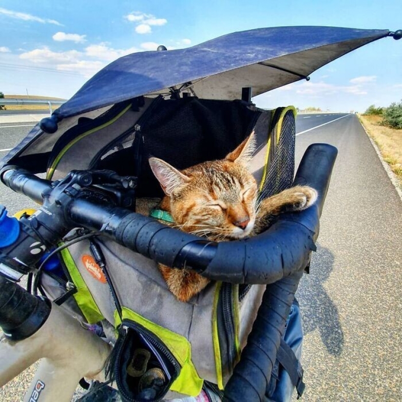 How a cat and her man circumnavigate the world on a bike