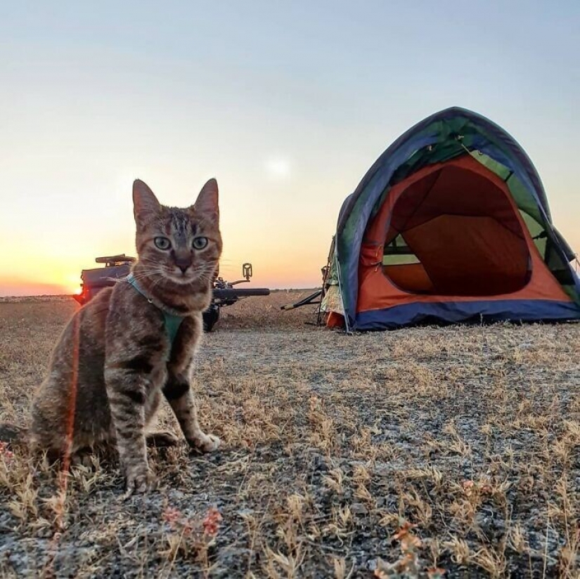 How a cat and her man circumnavigate the world on a bike