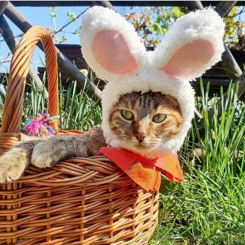 How a cat and her man circumnavigate the world on a bike