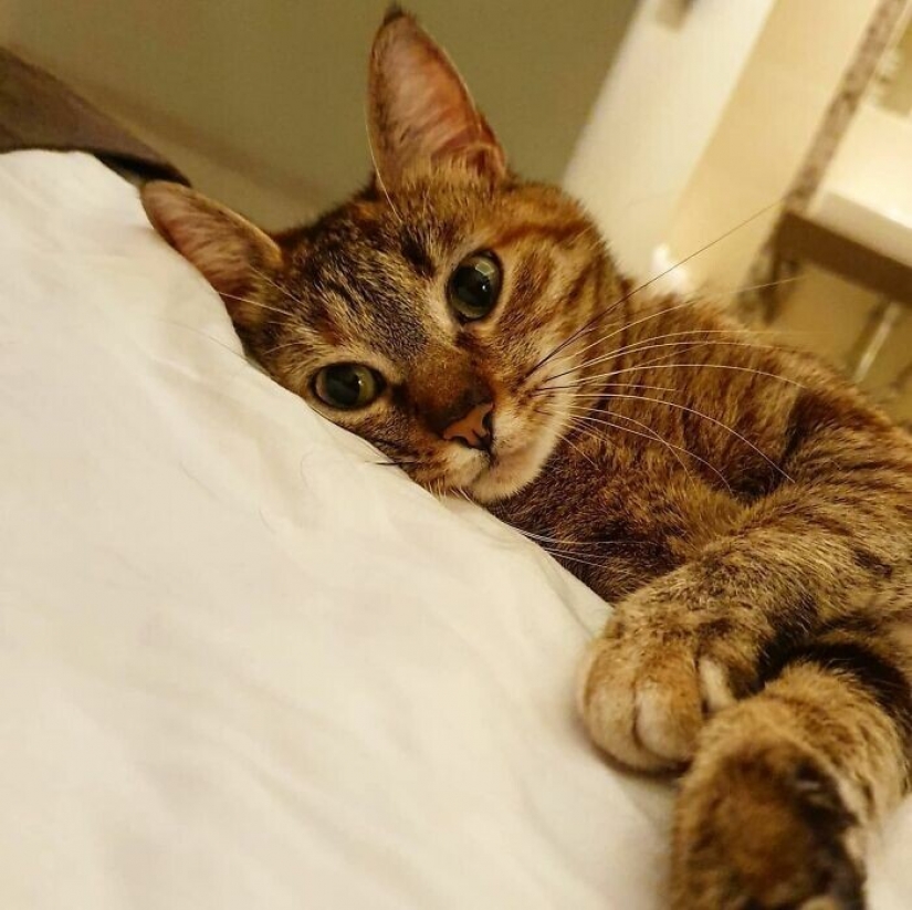 How a cat and her man circumnavigate the world on a bike