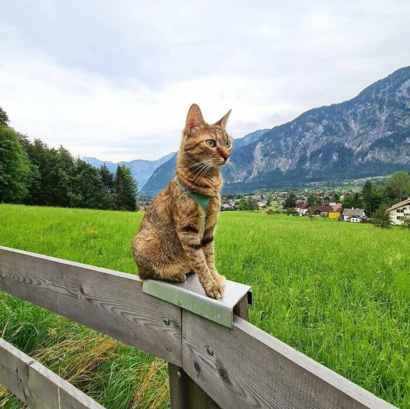 How a cat and her man circumnavigate the world on a bike