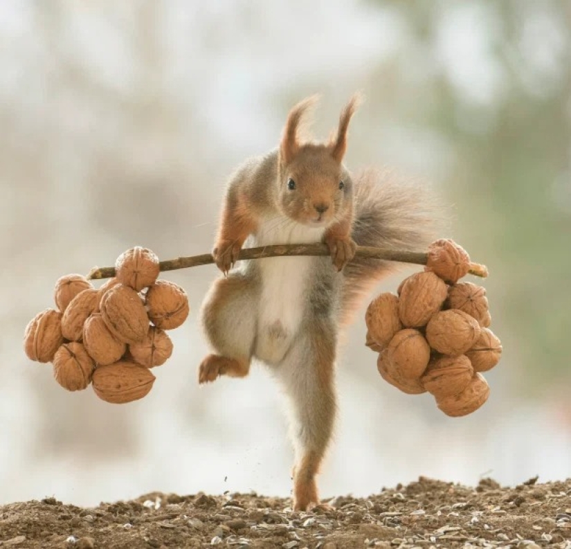 How a cunning photographer forced squirrels to do weightlifting How a cunning photographer forced squirrels to do weightlifting