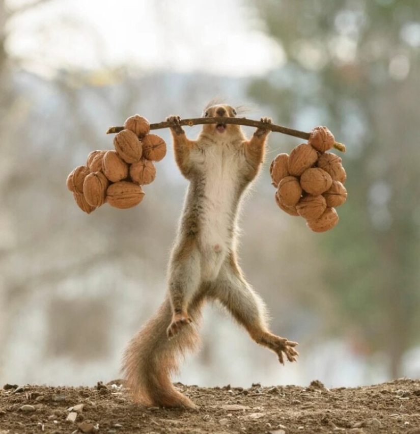 How a cunning photographer forced squirrels to do weightlifting How a cunning photographer forced squirrels to do weightlifting