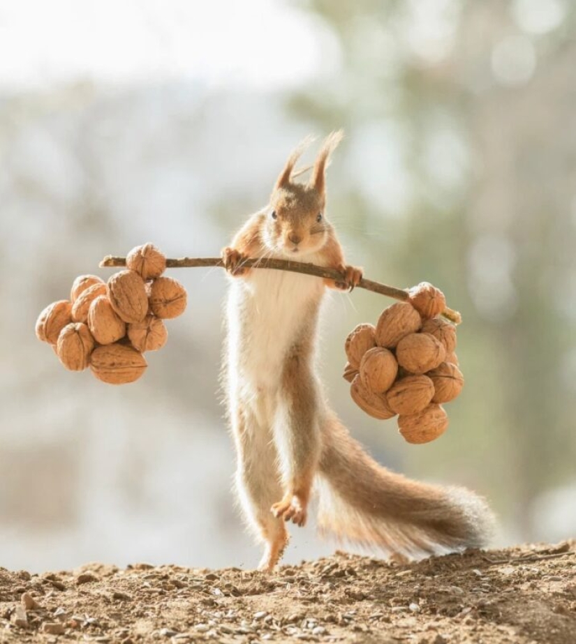 How a cunning photographer forced squirrels to do weightlifting How a cunning photographer forced squirrels to do weightlifting