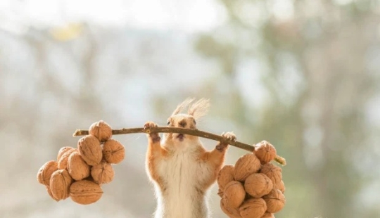 How a cunning photographer forced squirrels to do weightlifting