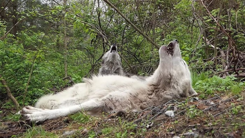 How do the laziest wolves in the world behave