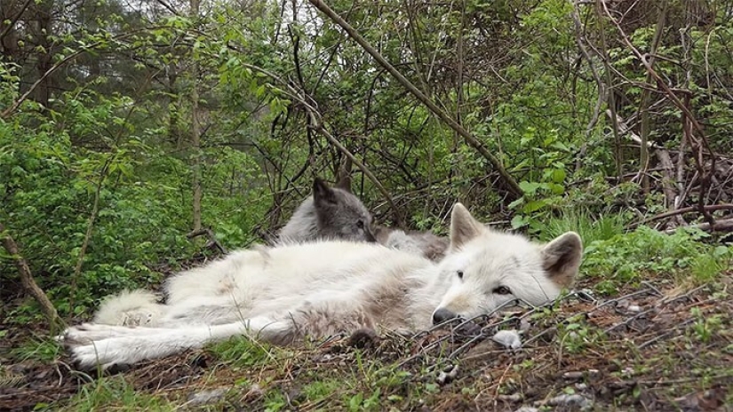 How do the laziest wolves in the world behave