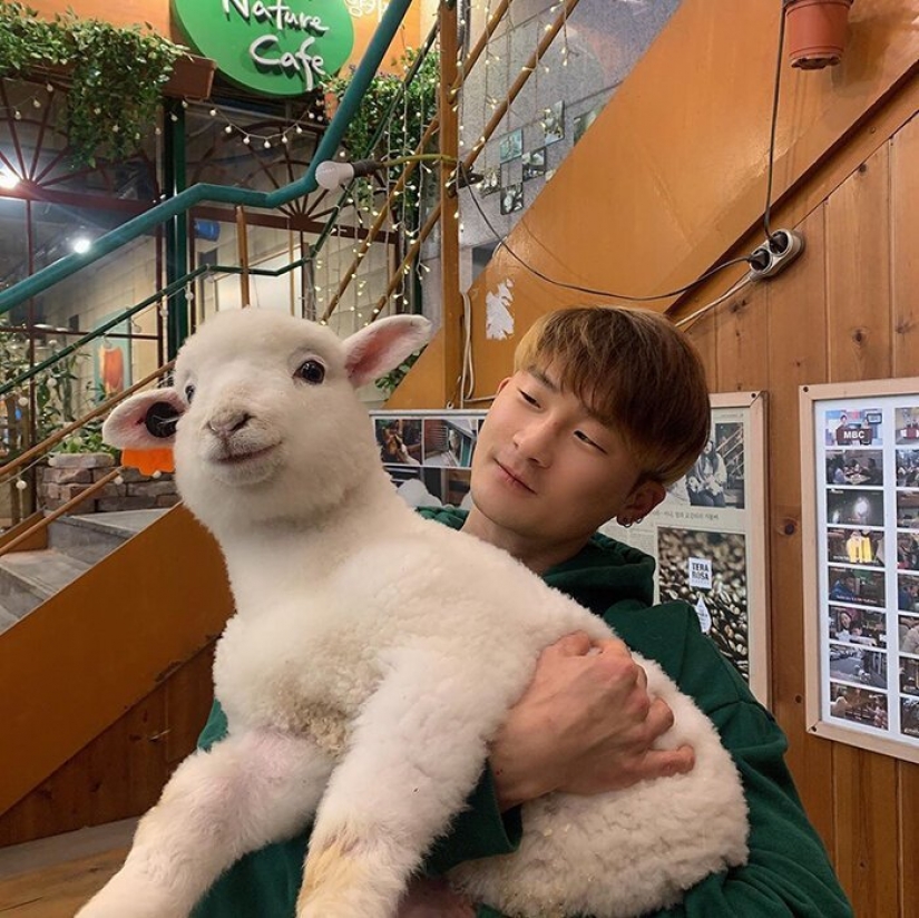 How does the unique cafés in Seoul, where you can drink coffee with white fluffy sheep