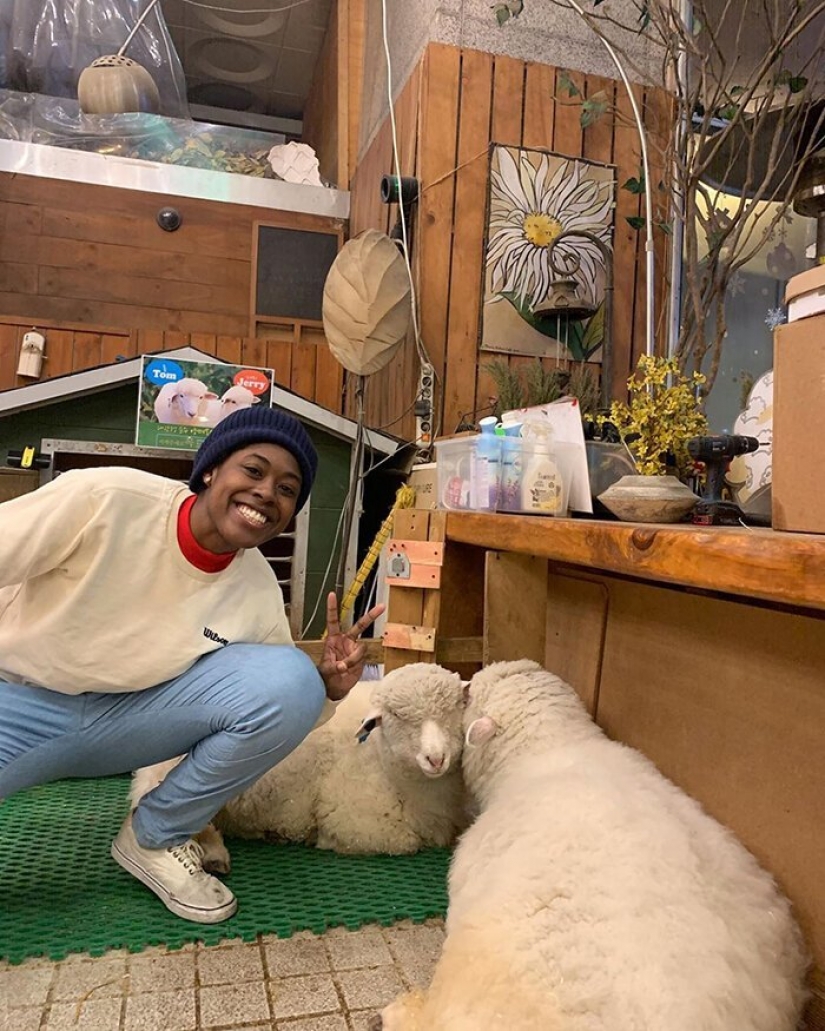 How does the unique cafés in Seoul, where you can drink coffee with white fluffy sheep