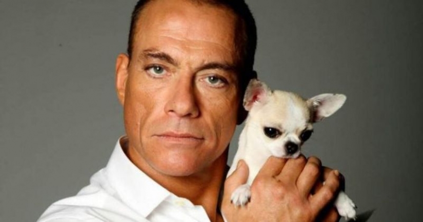 How Jean-Claude Van Damme saved a Chihuahua puppy Paradise from death How Jean-Claude Van Damme saved a Chihuahua puppy Paradise from death