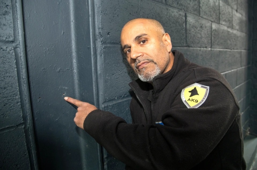 How the dog Rambo smelled a marijuana plantation through a hole in the gym wall How the dog Rambo smelled a marijuana plantation through a hole in the gym wall