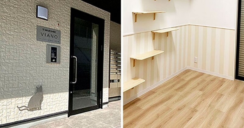 How to construct a home for lonely cat-lovers in Japan