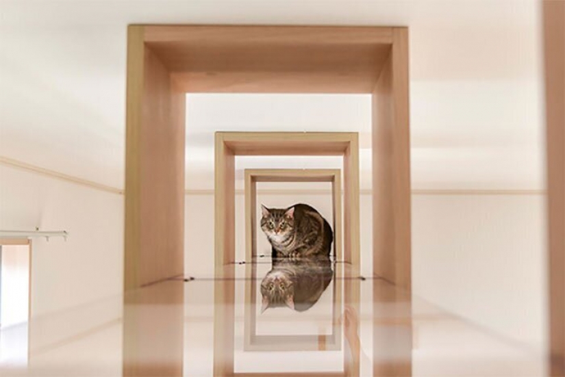 How to construct a home for lonely cat-lovers in Japan How to construct a home for lonely cat-lovers in Japan