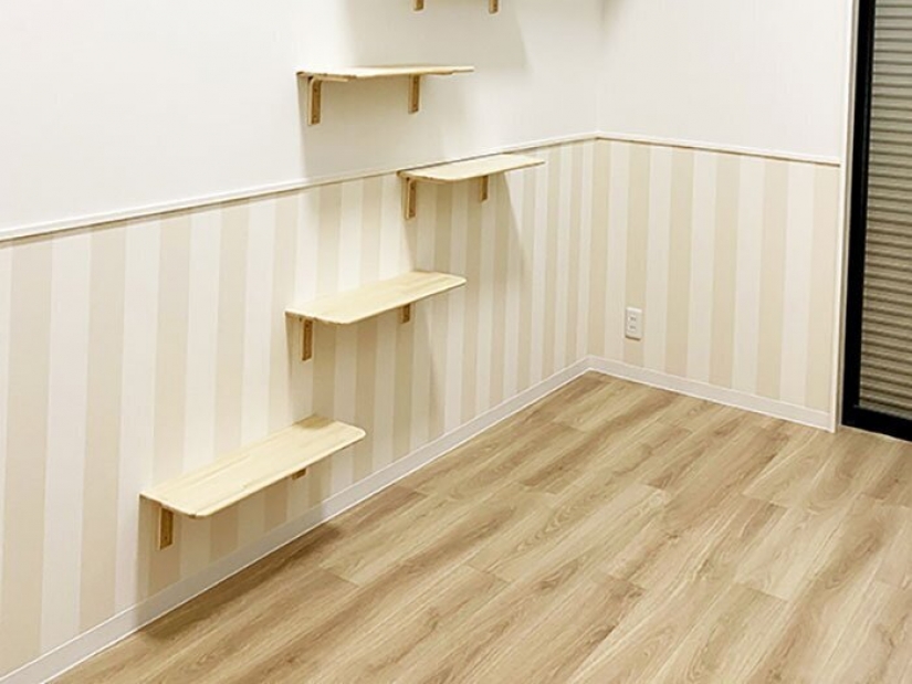 How to construct a home for lonely cat-lovers in Japan How to construct a home for lonely cat-lovers in Japan