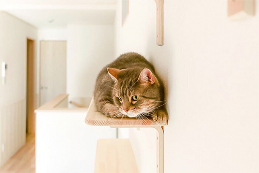 How to construct a home for lonely cat-lovers in Japan How to construct a home for lonely cat-lovers in Japan