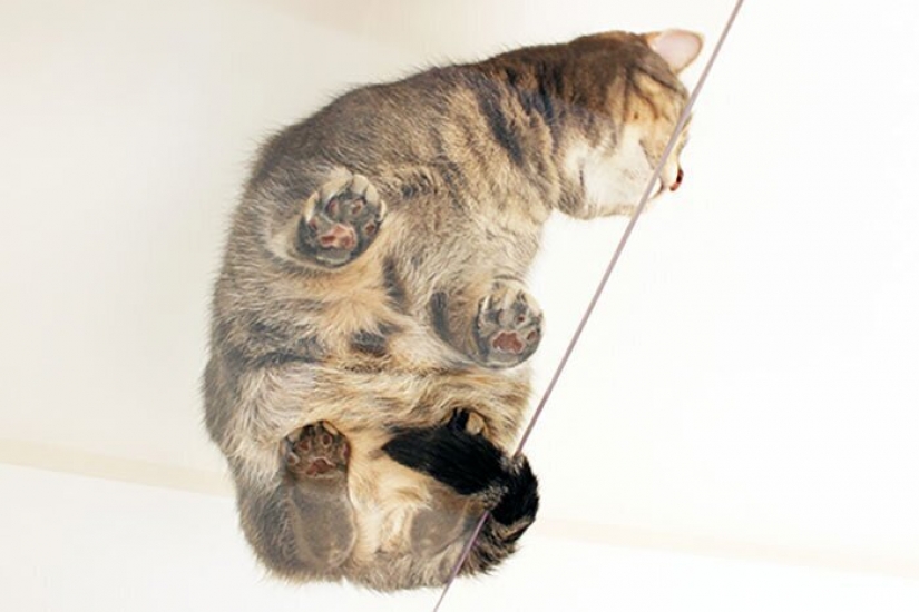 How to construct a home for lonely cat-lovers in Japan How to construct a home for lonely cat-lovers in Japan