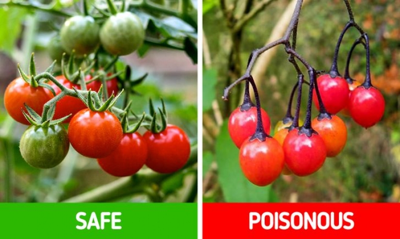 How to distinguish 6 pairs of plants that are easy to confuse with each other
