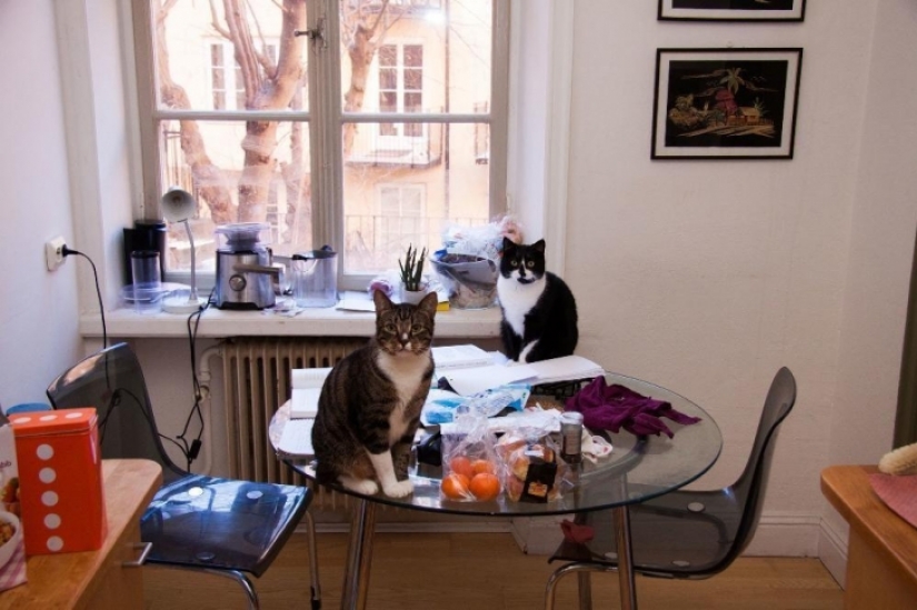 How to look like a bachelor apartments in different countries of the world How to look like a bachelor apartments in different countries of the world