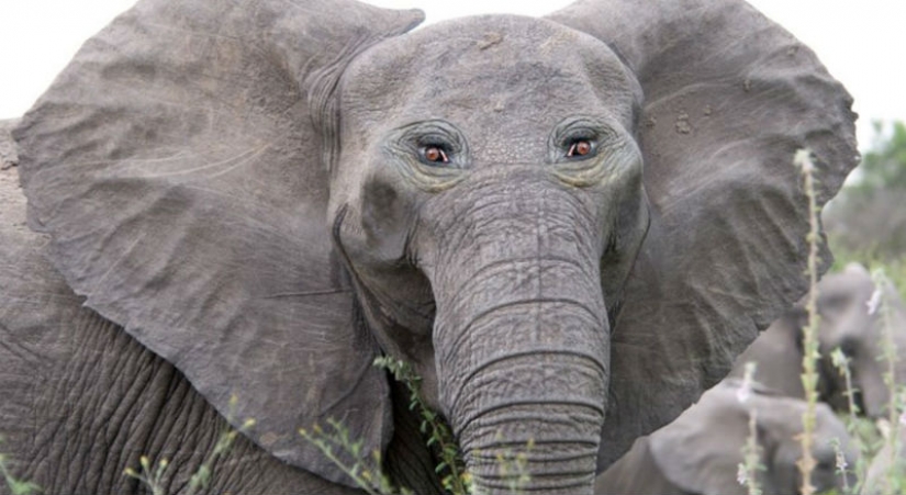 If some animals had eyes in the front, but not on the sides If some animals had eyes in the front, but not on the sides