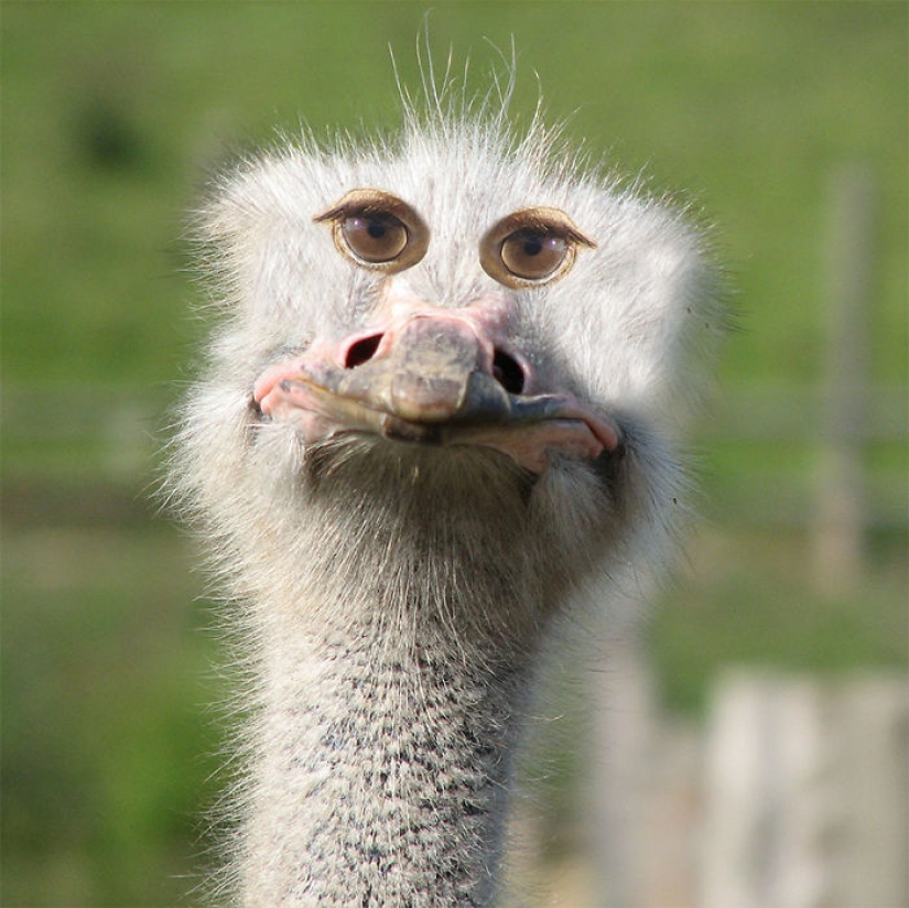 If some animals had eyes in the front, but not on the sides If some animals had eyes in the front, but not on the sides