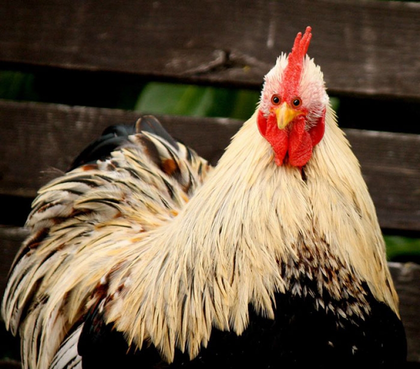 If some animals had eyes in the front, but not on the sides If some animals had eyes in the front, but not on the sides