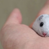 I'm not a cat, don't stroke me: the artist reveals the unique nature of the stones