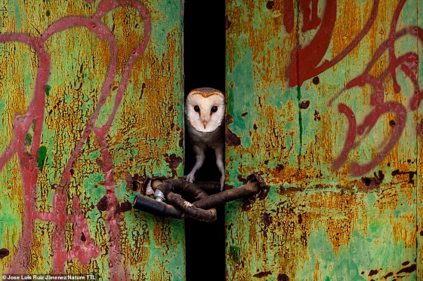 Impresionante foto de un orangután, un cocodrilo pescando y una isla encantadora: increíbles ganadores de fotografía en el concurso de fotografía de la naturaleza