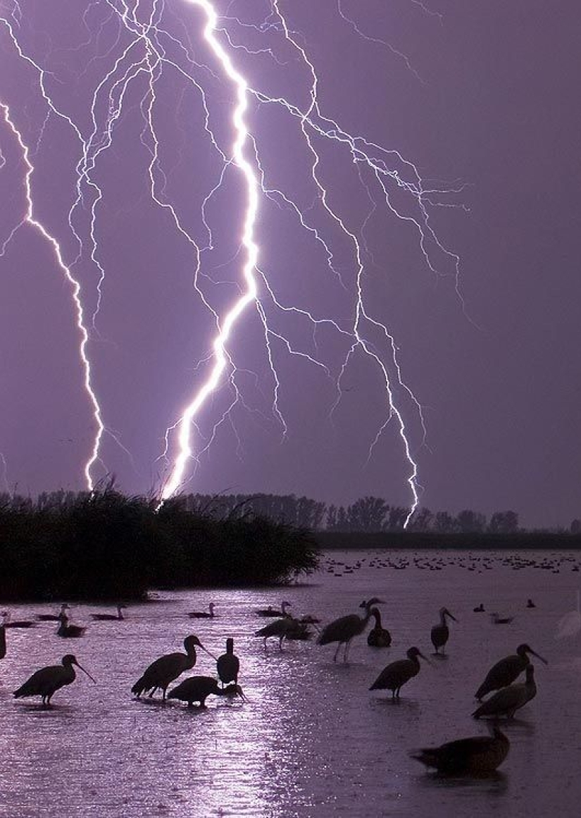 Impresionante foto de un orangután, un cocodrilo pescando y una isla encantadora: increíbles ganadores de fotografía en el concurso de fotografía de la naturaleza