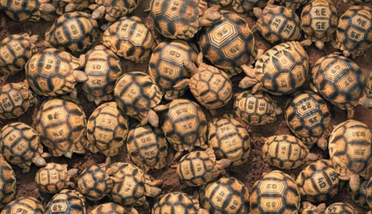 Impresionantes fotos de animales en peligro crítico Impresionantes fotos de animales en peligro crítico