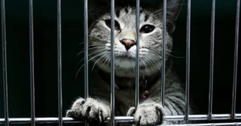 In a Panamanian prison, a drug courier with paws was caught In a Panamanian prison, a drug courier with paws was caught