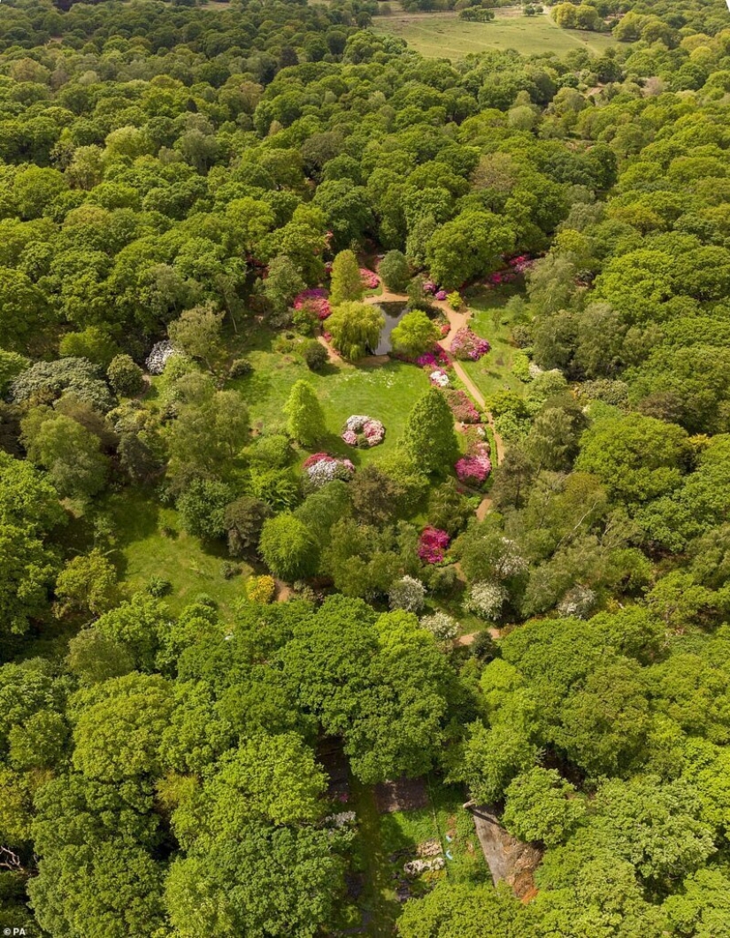 In Britain, the rhododendrons bloom and is incredibly beautiful