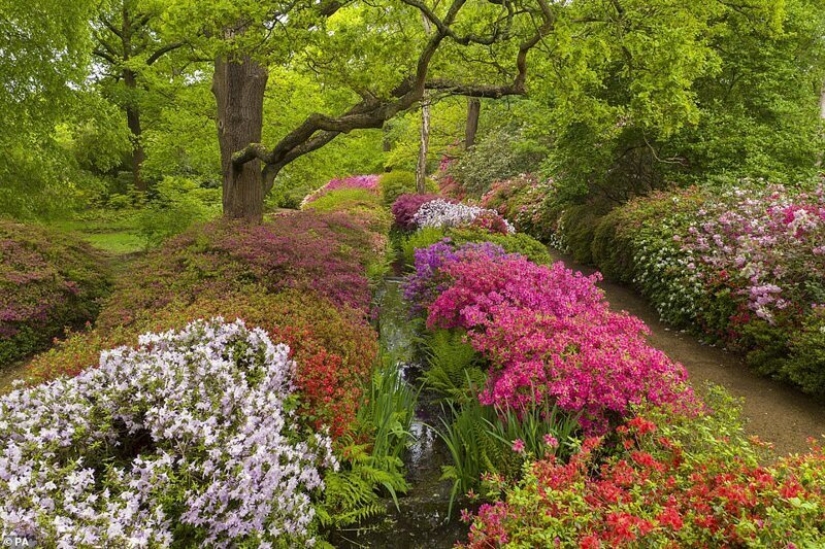 In Britain, the rhododendrons bloom and is incredibly beautiful