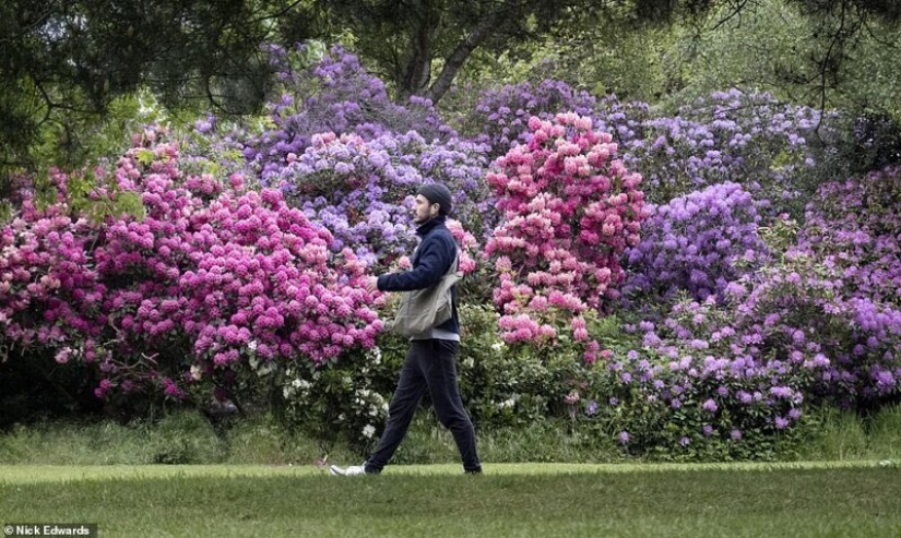 In Britain, the rhododendrons bloom and is incredibly beautiful