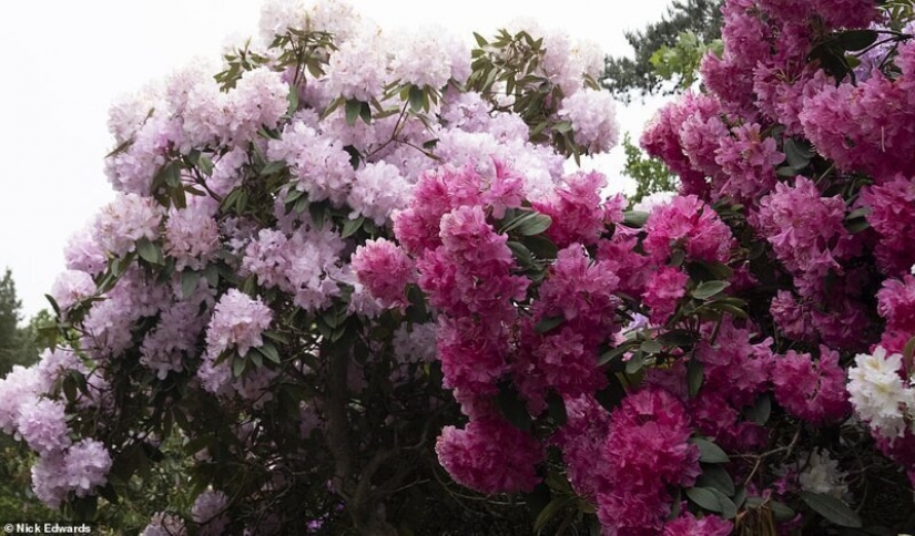 In Britain, the rhododendrons bloom and is incredibly beautiful