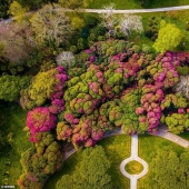 In Britain, the rhododendrons bloom and is incredibly beautiful