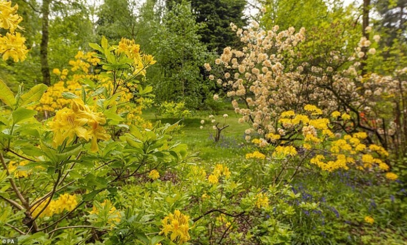 In Britain, the rhododendrons bloom and is incredibly beautiful