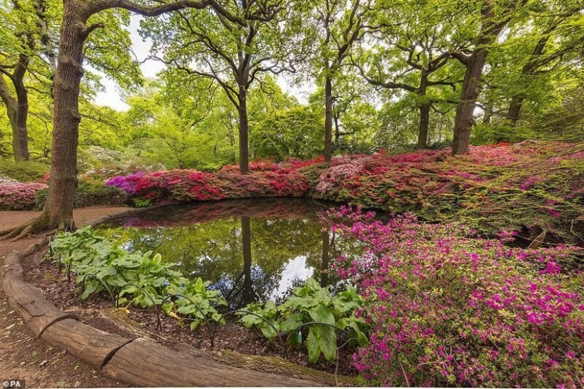 In Britain, the rhododendrons bloom and is incredibly beautiful