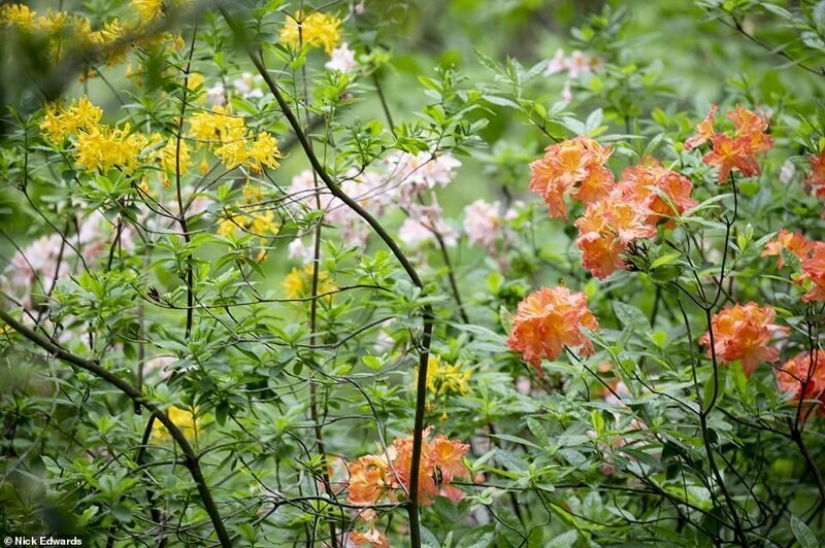 In Britain, the rhododendrons bloom and is incredibly beautiful