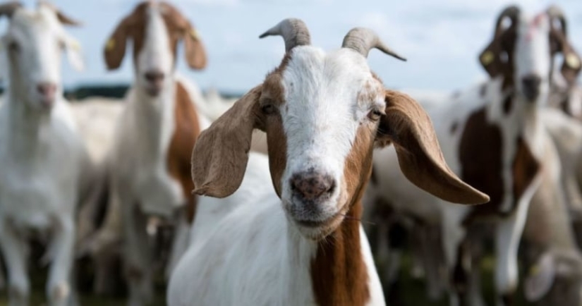 In China, they began to fight incest among goats using a neural network In China, they began to fight incest among goats using a neural network