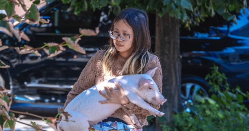 In Dnipro, a guest from the United States kept a calf and a pig in a rented apartment In Dnipro, a guest from the United States kept a calf and a pig in a rented apartment