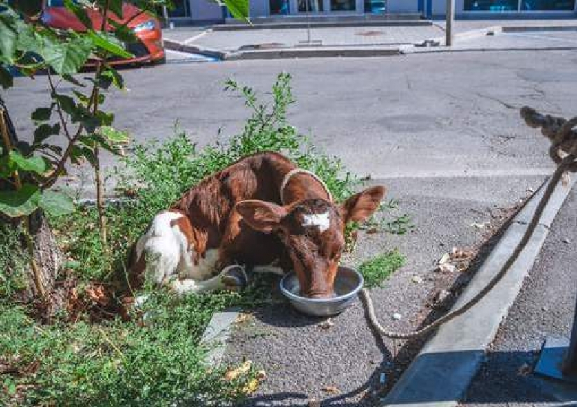 In Dnipro, a guest from the United States kept a calf and a pig in a rented apartment In Dnipro, a guest from the United States kept a calf and a pig in a rented apartment