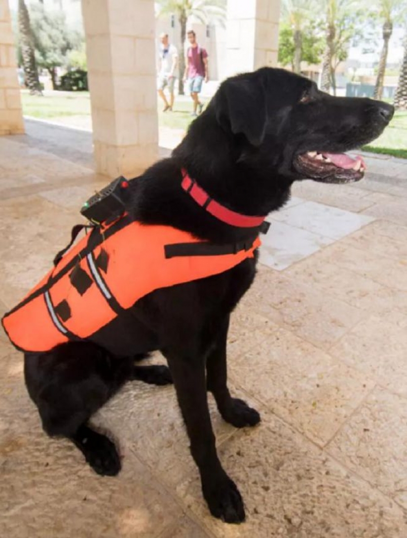 In Israel, they came up with a remote control for a dog