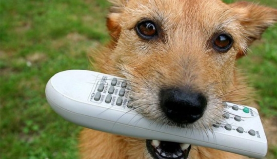In Israel, they came up with a remote control for a dog