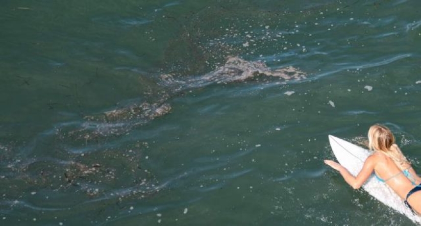 In photos: California oil spill kills fish and damages wetlands