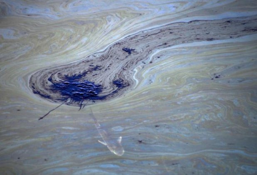 In photos: California oil spill kills fish and damages wetlands