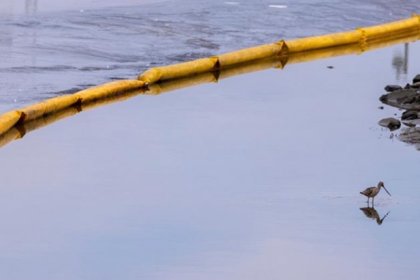 In photos: California oil spill kills fish and damages wetlands